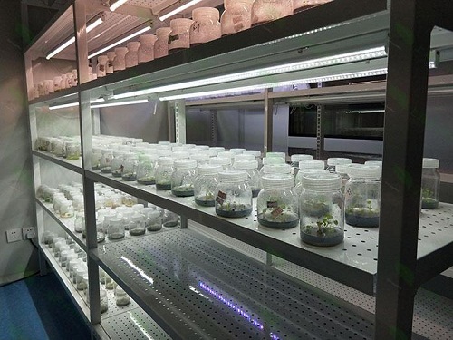 礼县植物组织培养实验室设计建设方案